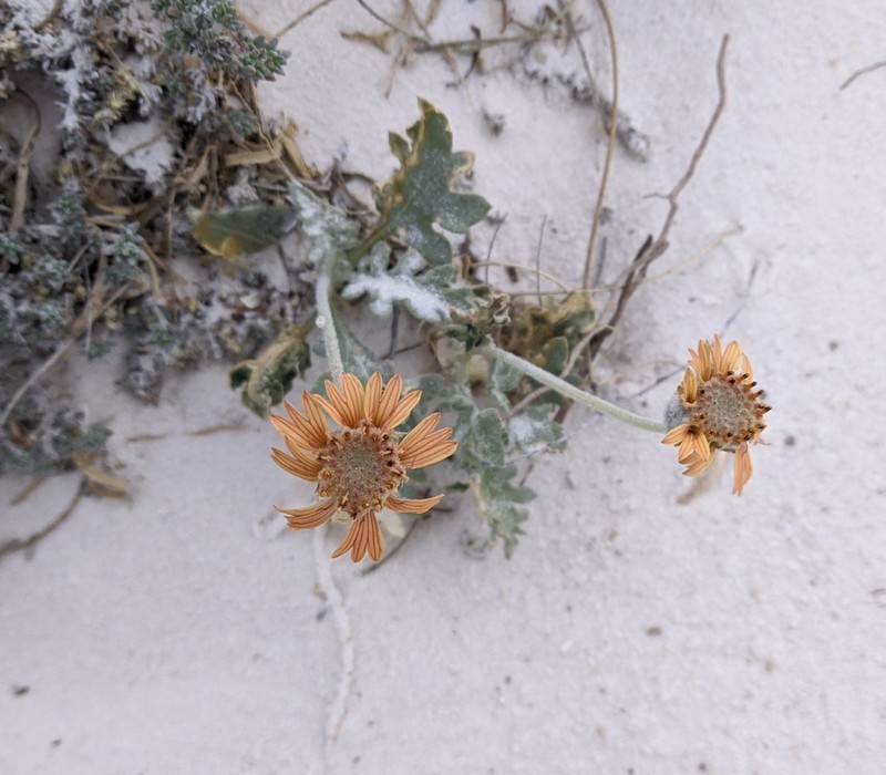Gaillardia gypsophila photo 8