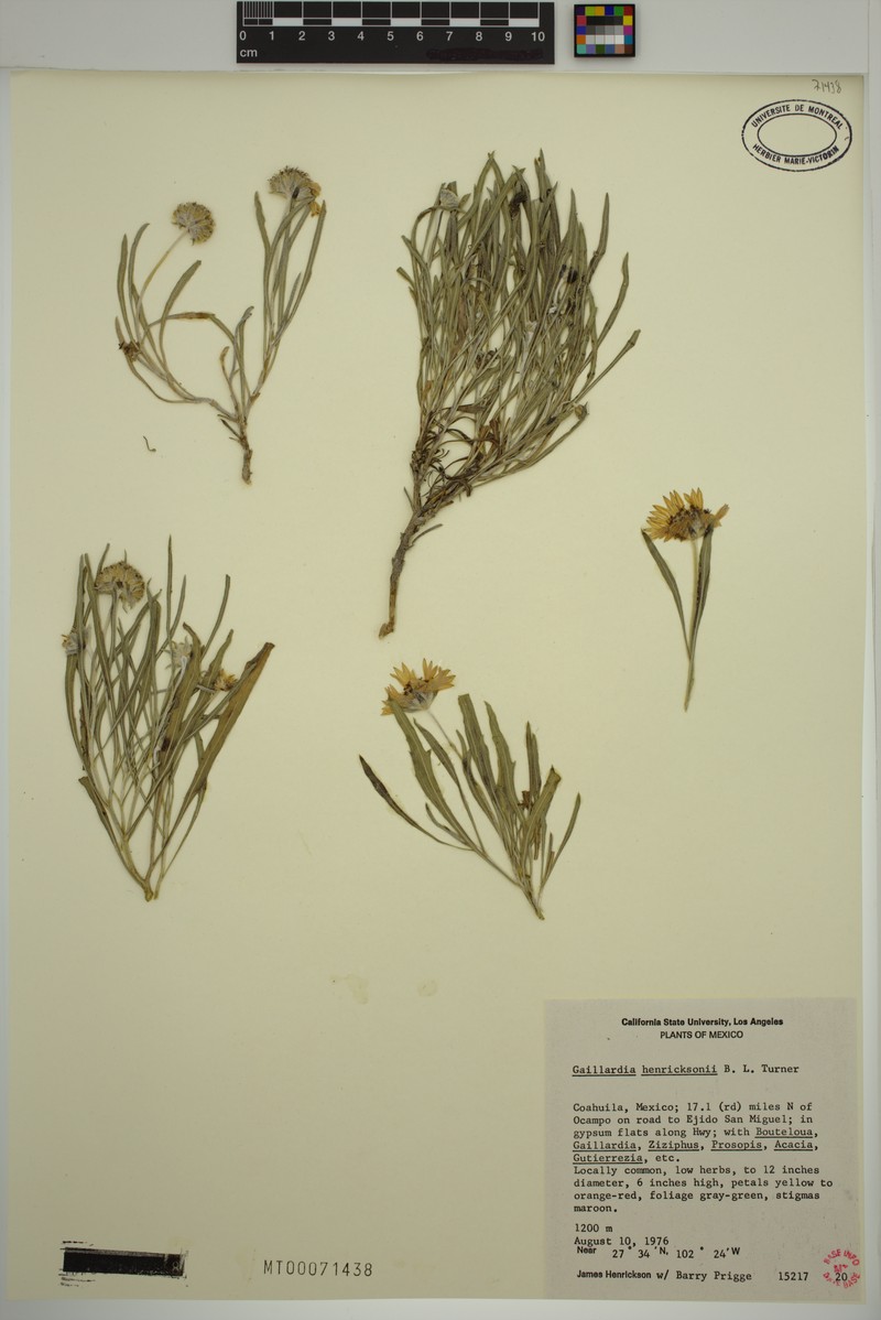 Gaillardia henricksonii photo 4