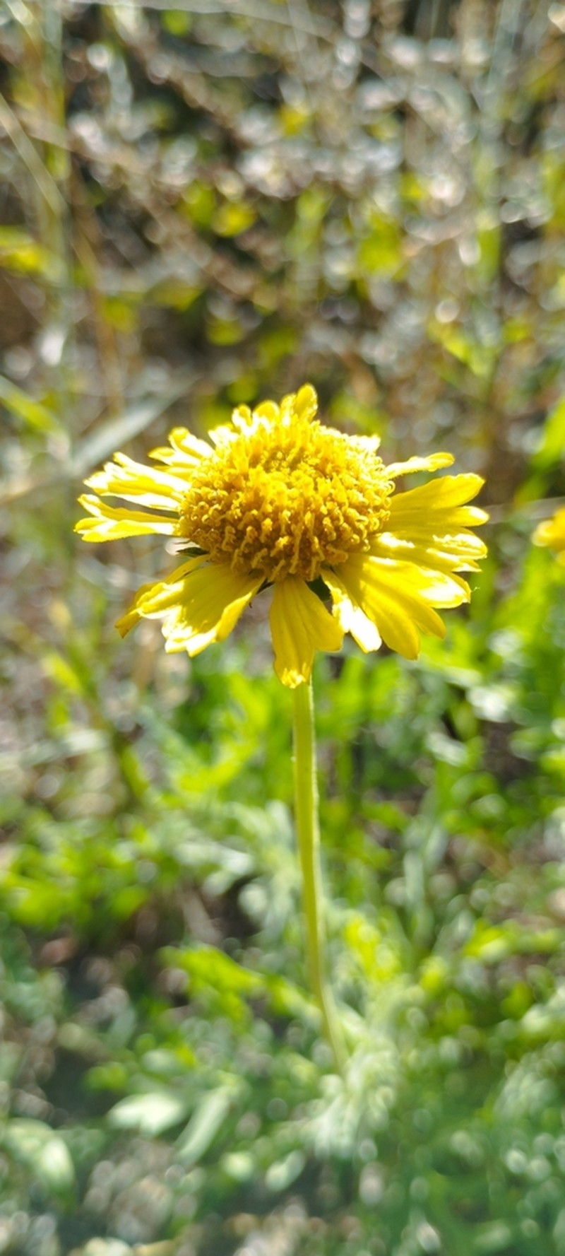 Gaillardia megapotamica