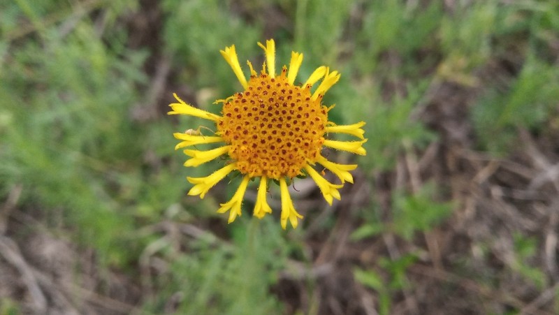 Gaillardia megapotamica photo 2