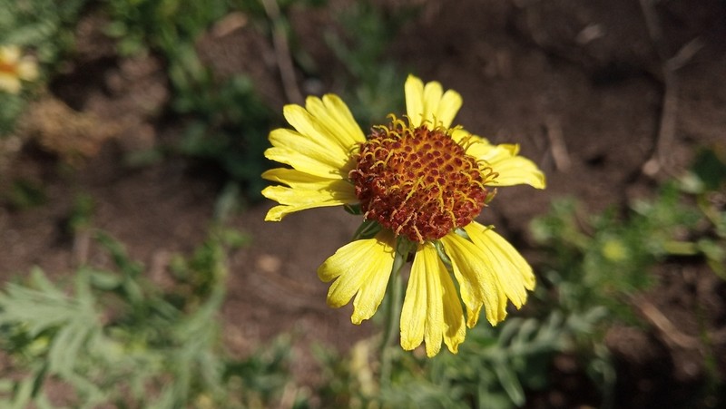 Gaillardia megapotamica photo 3