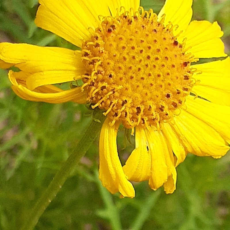 Gaillardia megapotamica photo 4