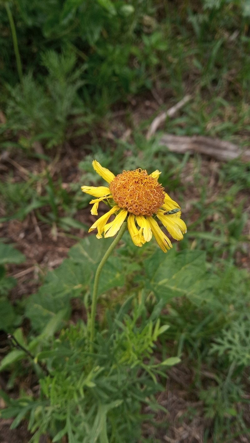 Gaillardia megapotamica photo 5