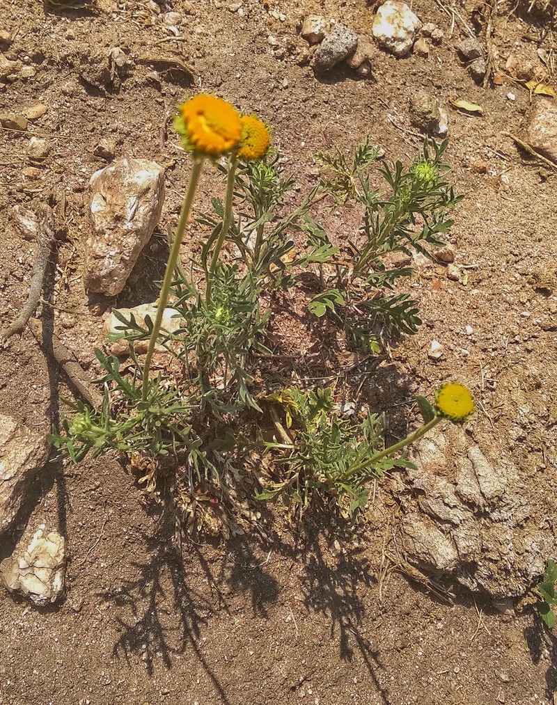 Gaillardia megapotamica photo 6