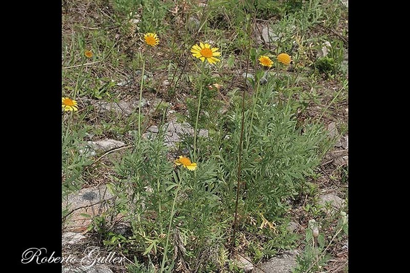 Gaillardia megapotamica photo 7