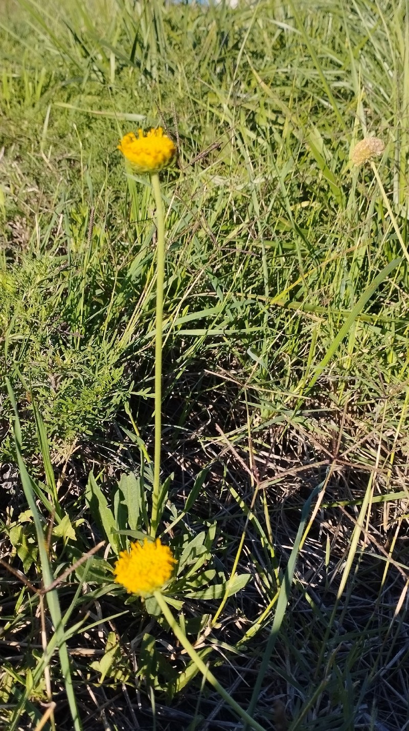 Gaillardia megapotamica var. megapotamica