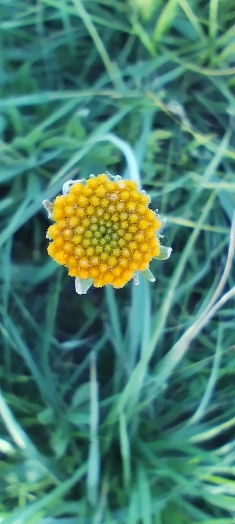 Gaillardia megapotamica var. megapotamica photo 2