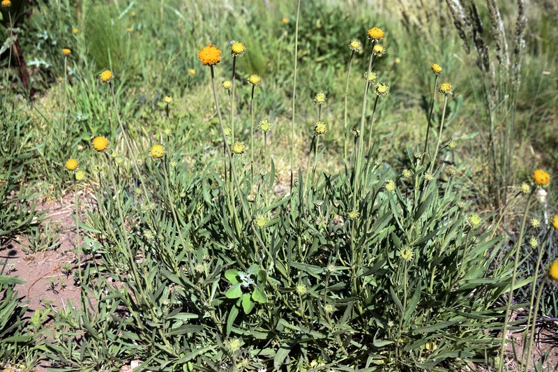 Gaillardia megapotamica var. megapotamica photo 3