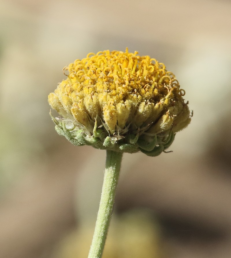 Gaillardia megapotamica var. megapotamica photo 4