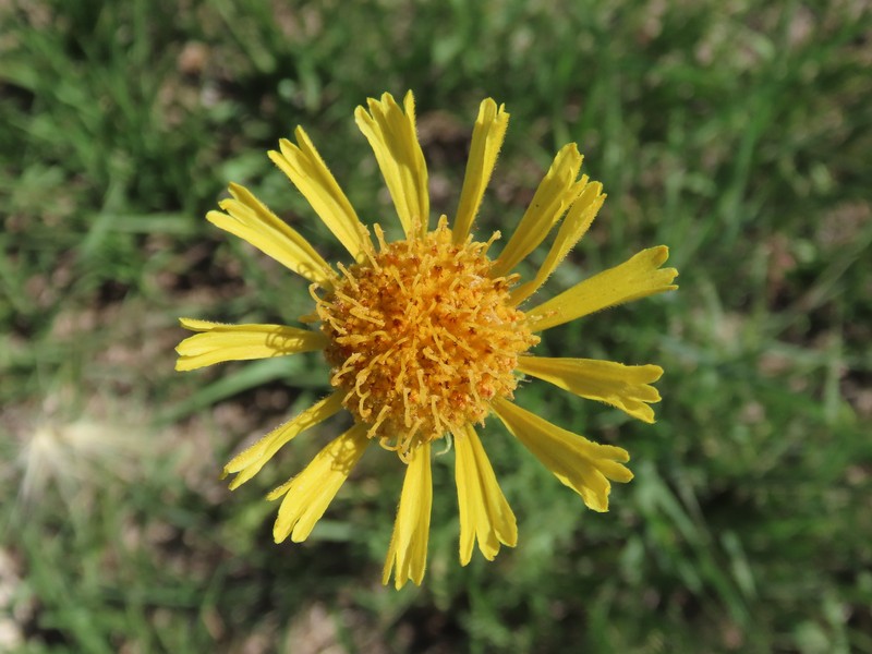Gaillardia megapotamica var. radiata