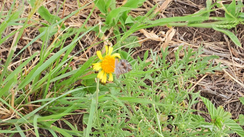 Gaillardia megapotamica var. radiata photo 2