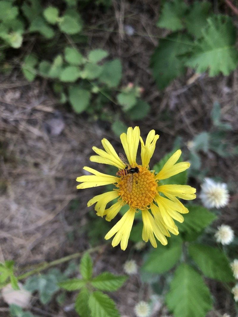 Gaillardia megapotamica var. radiata photo 4