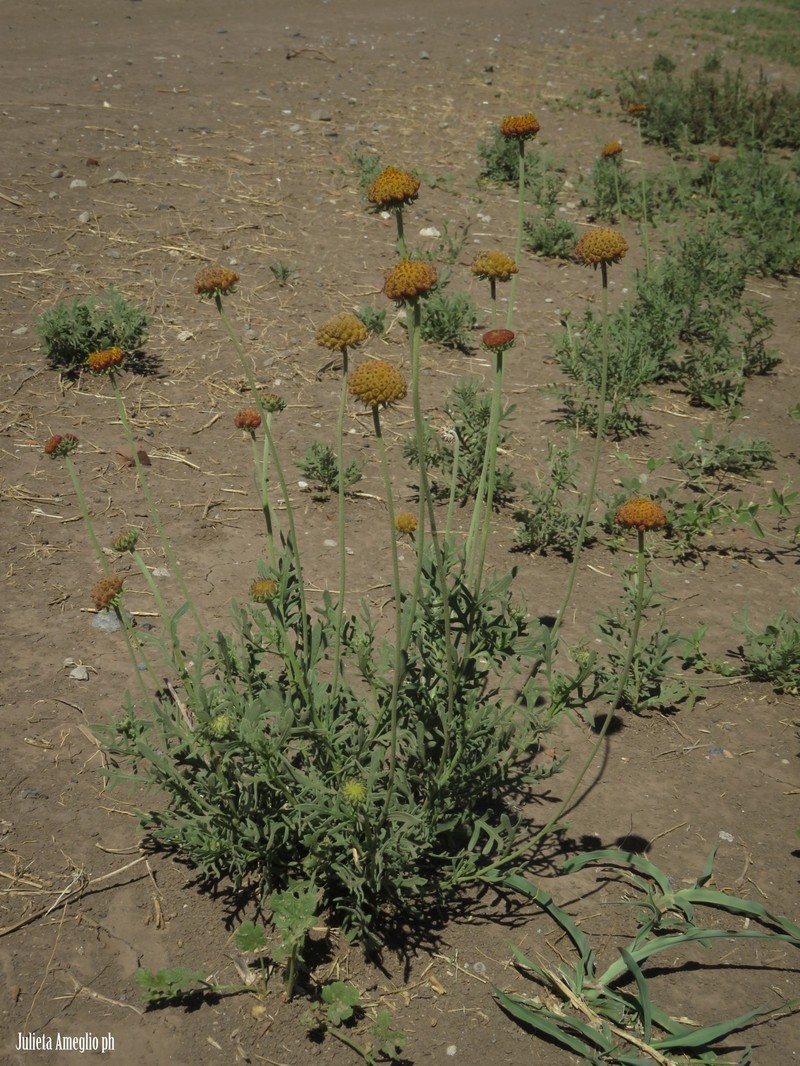 Gaillardia megapotamica var. scabiosoides