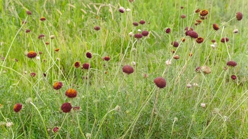 Gaillardia megapotamica var. scabiosoides photo 2