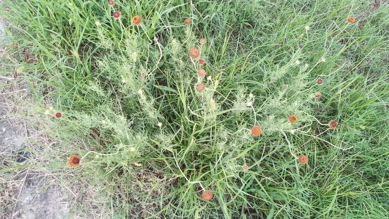 Gaillardia megapotamica var. scabiosoides photo 3