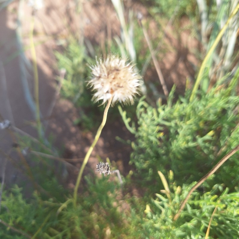 Gaillardia megapotamica var. scabiosoides photo 4