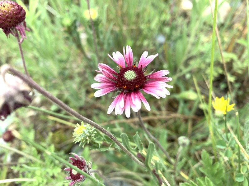 Gaillardia mexicana