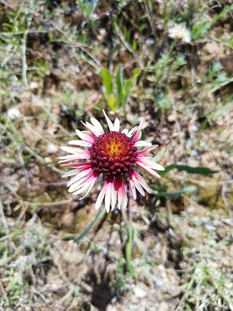Gaillardia mexicana photo 2