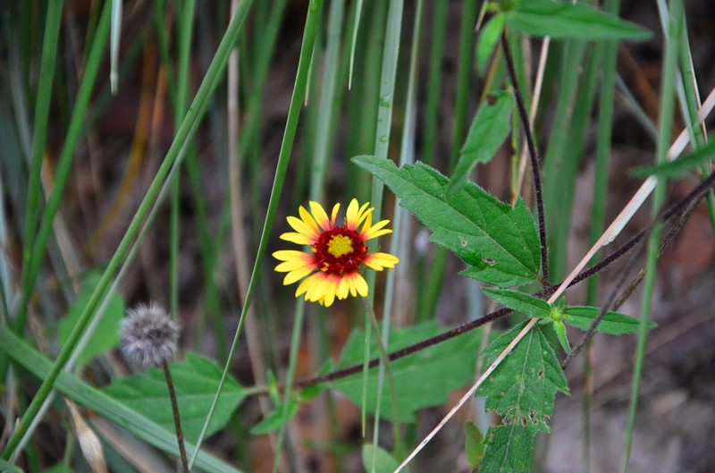 Gaillardia mexicana photo 3