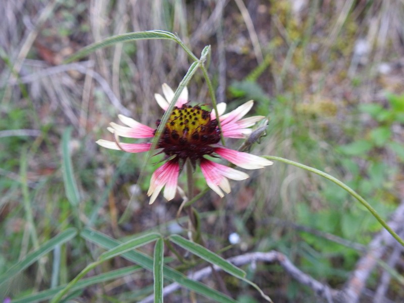 Gaillardia mexicana photo 4