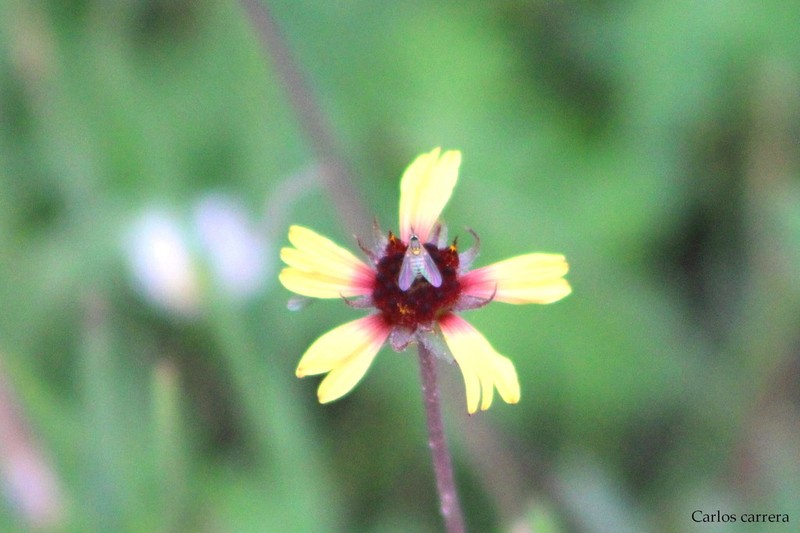 Gaillardia mexicana photo 5