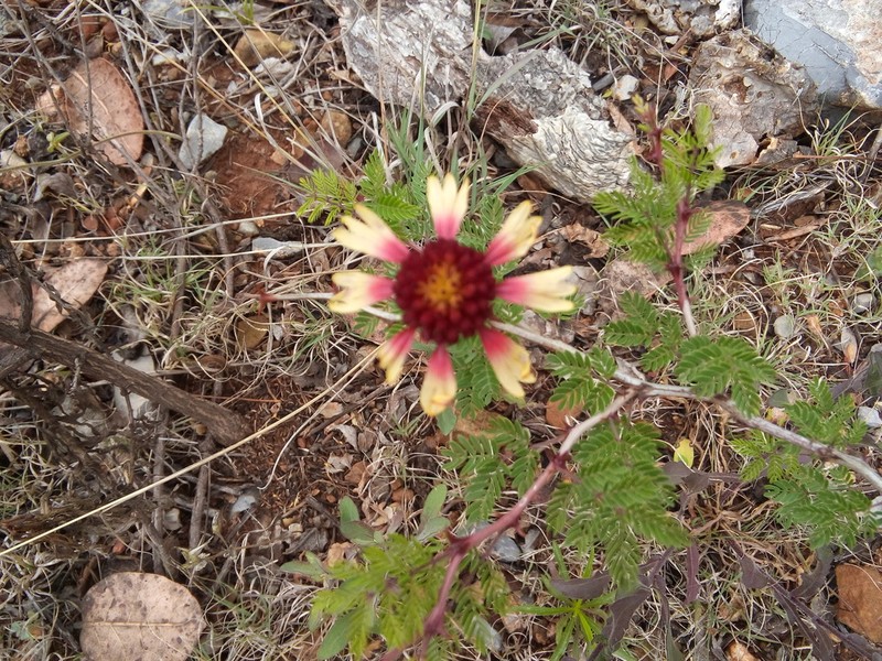 Gaillardia mexicana photo 6