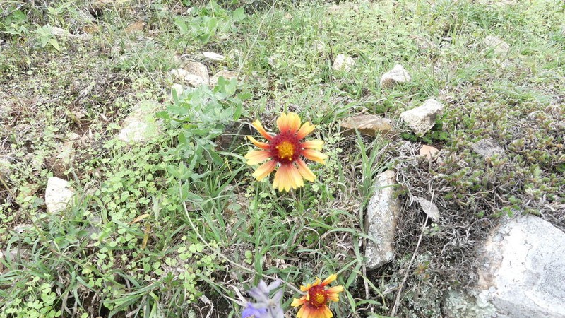 Gaillardia mexicana photo 7