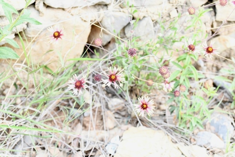 Gaillardia mexicana photo 8