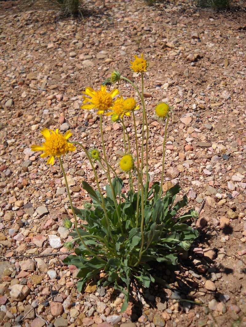 Parry's Blanketflower