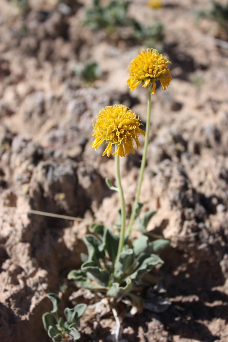 Parry's Blanketflower photo 2