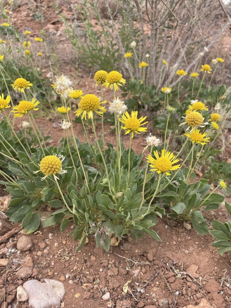 Parry's Blanketflower photo 3