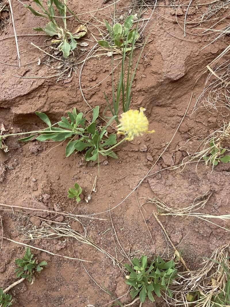 Parry's Blanketflower photo 4
