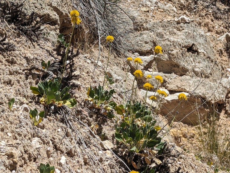 Parry's Blanketflower photo 5