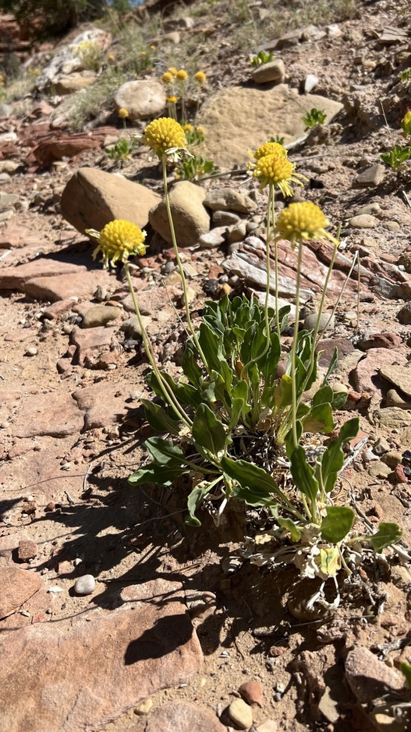 Parry's Blanketflower photo 6