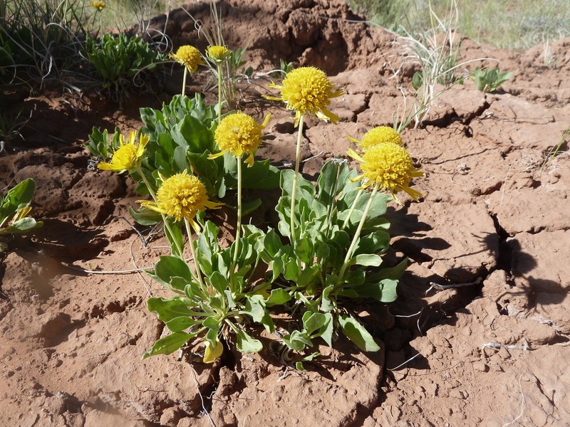 Parry's Blanketflower photo 7