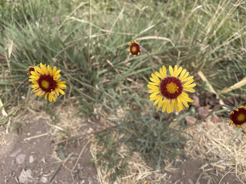 Red Dome Blanketflower photo 3