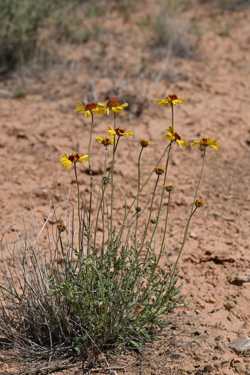 Red Dome Blanketflower photo 7