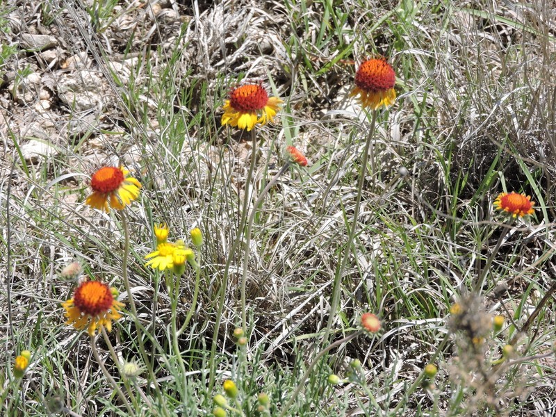 Yellow Blanketflower photo 2