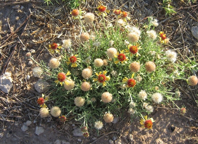 Yellow Blanketflower photo 4