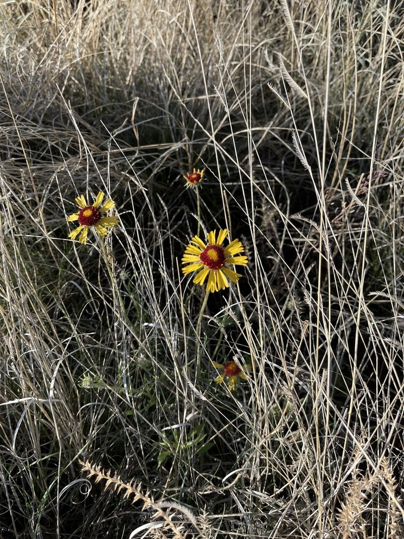 Yellow Blanketflower photo 5