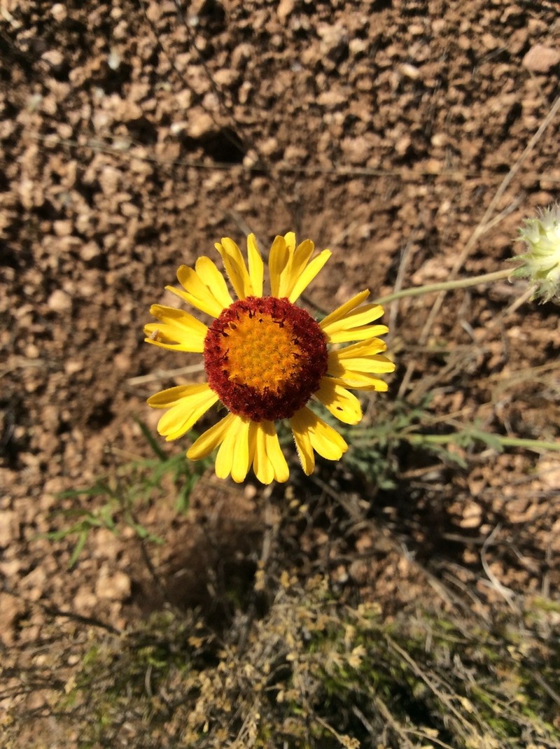 Yellow Blanketflower photo 6
