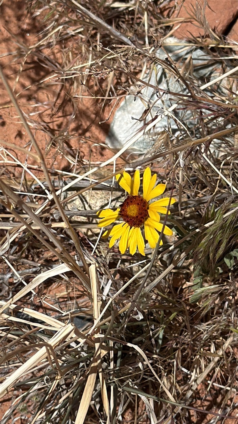 Yellow Blanketflower photo 8