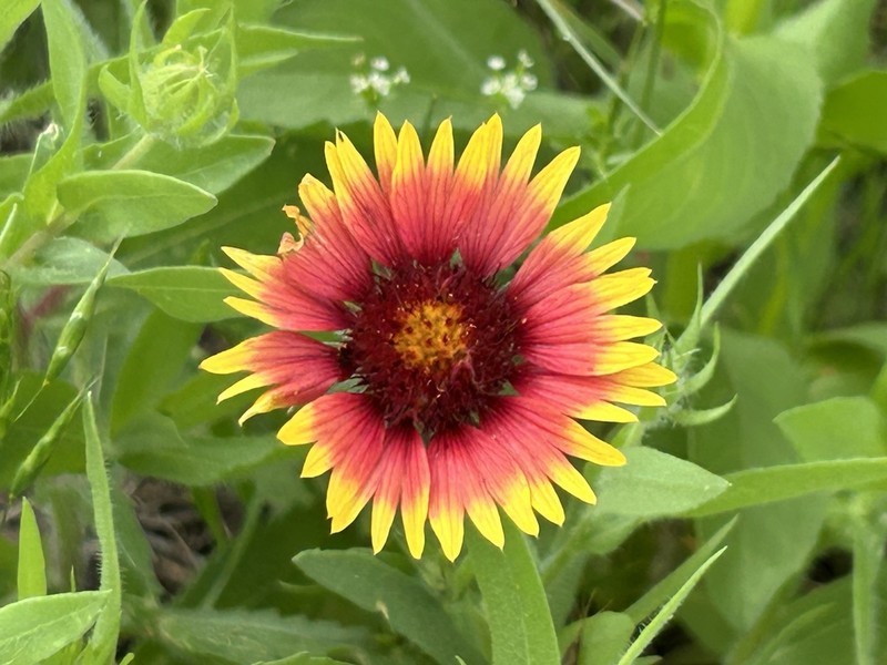 Indian Blanket