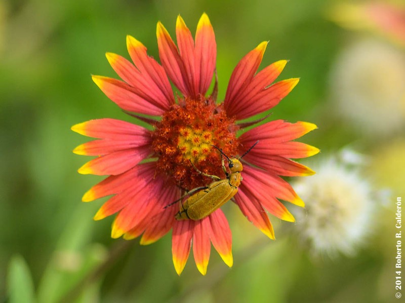 Indian Blanket photo 2