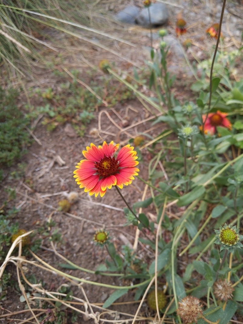 Indian Blanket photo 3