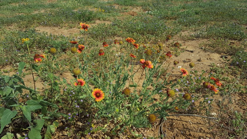 Indian Blanket photo 4