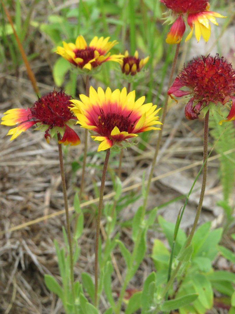 Indian Blanket photo 5