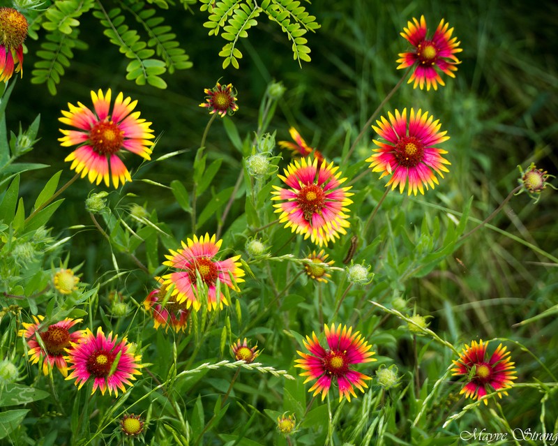 Indian Blanket photo 6
