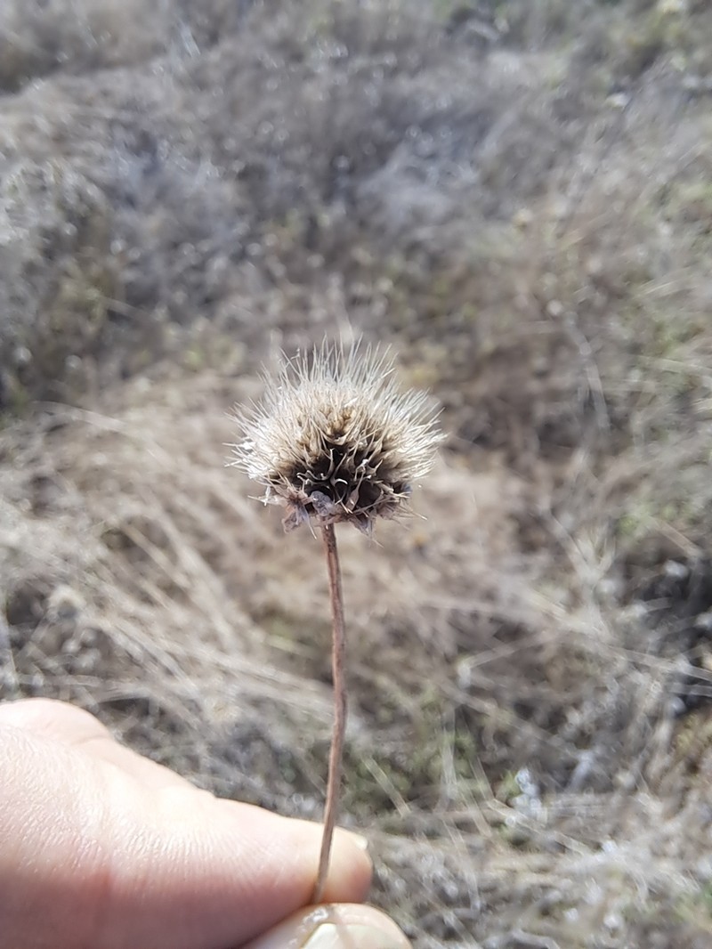 Indian Blanket photo 7