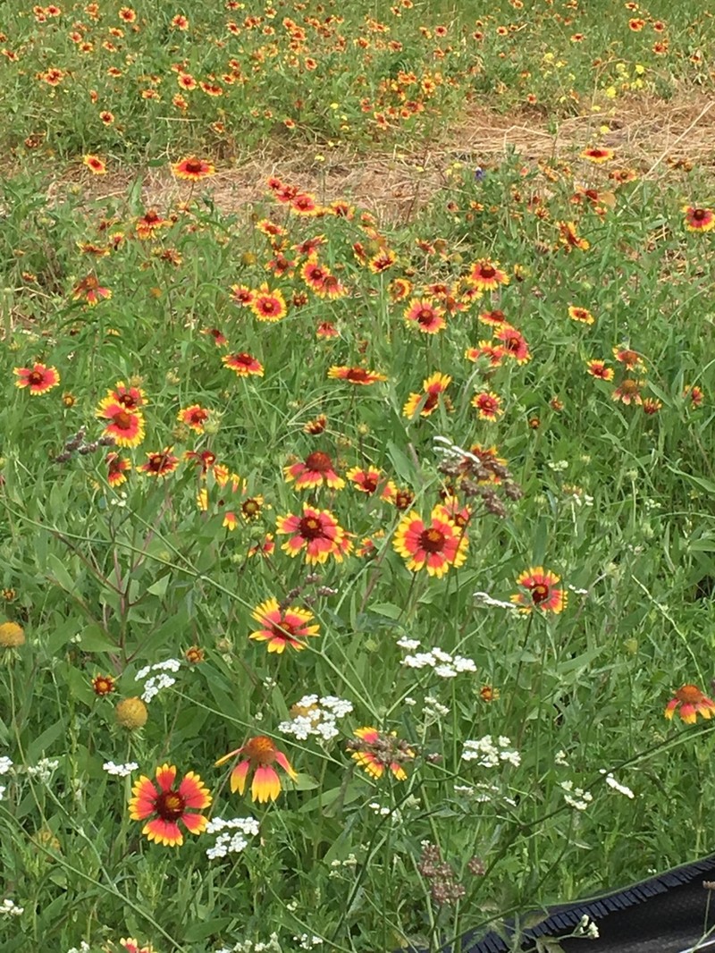 Indian Blanket photo 8